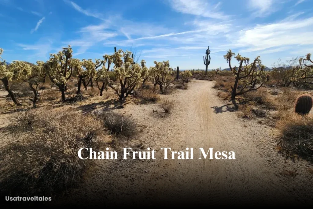 Chain Fruit Trail Mesa
