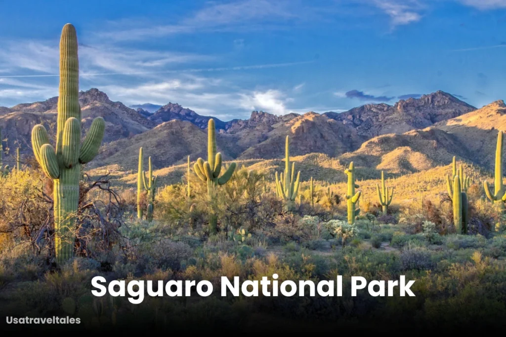 Saguaro National Park