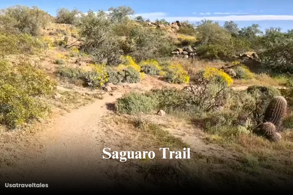 Saguaro Trail