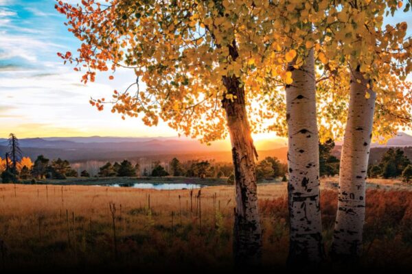 8 Best Fall Foliage Viewing Ideas in Flagstaff This September 8 Best Fall Foliage Viewing Ideas in Flagstaff This September