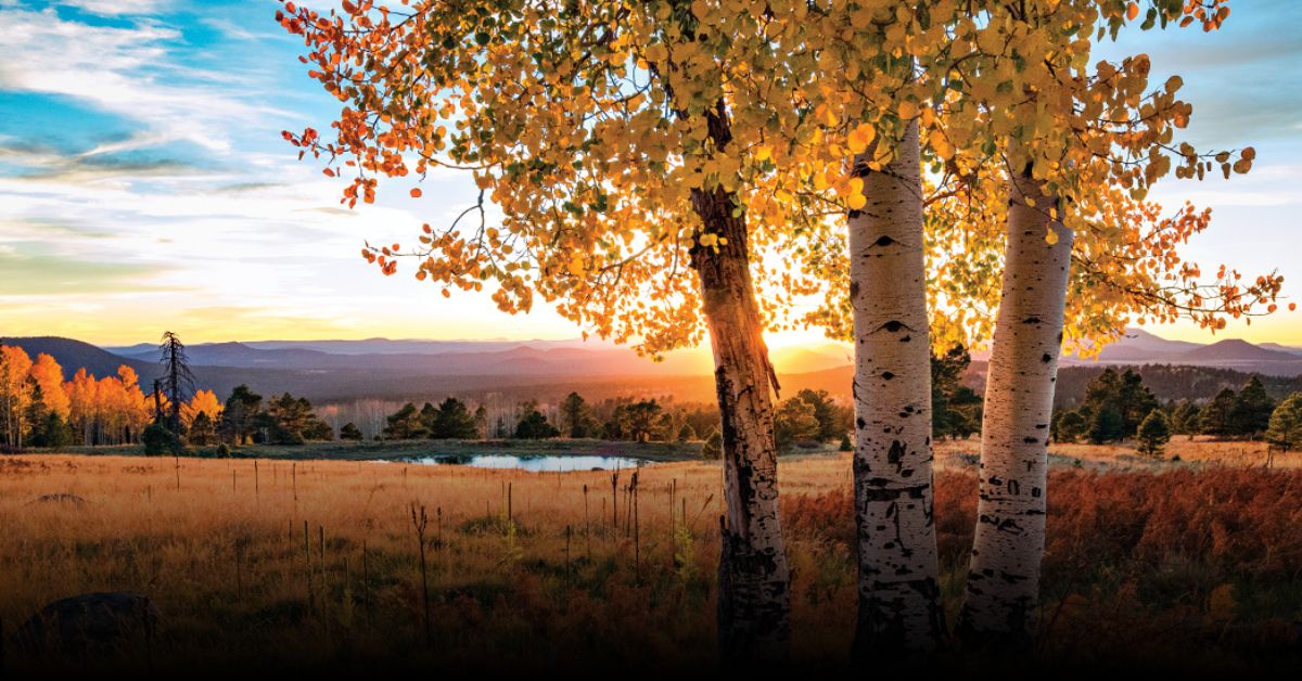8 Best Fall Foliage Viewing Ideas in Flagstaff This September