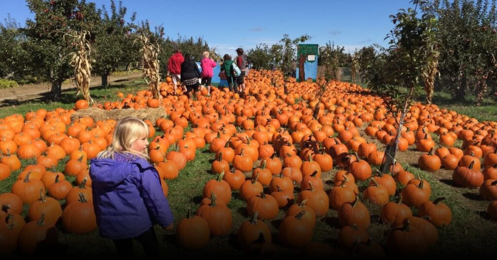 Apple Ridge Orchards (Warwick)