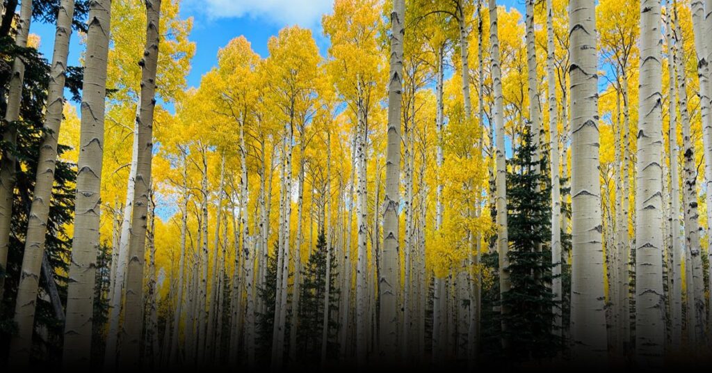Aspen Nature Loop Trail