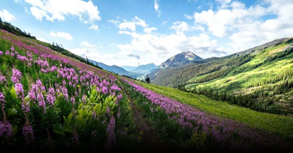 Crested Butte Wildflower Trails