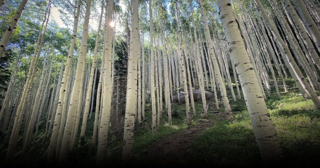 Inner Basin Trail