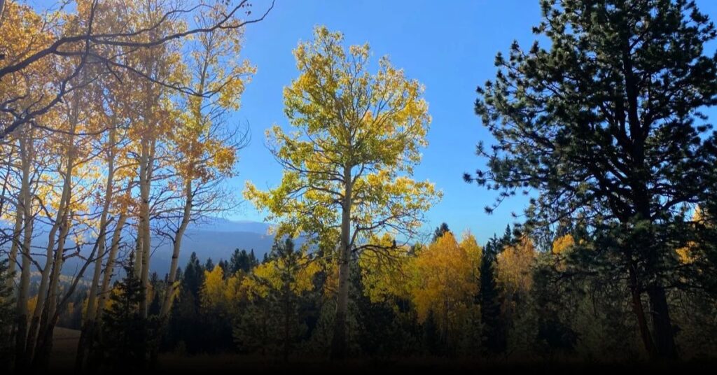 Mueller State Park