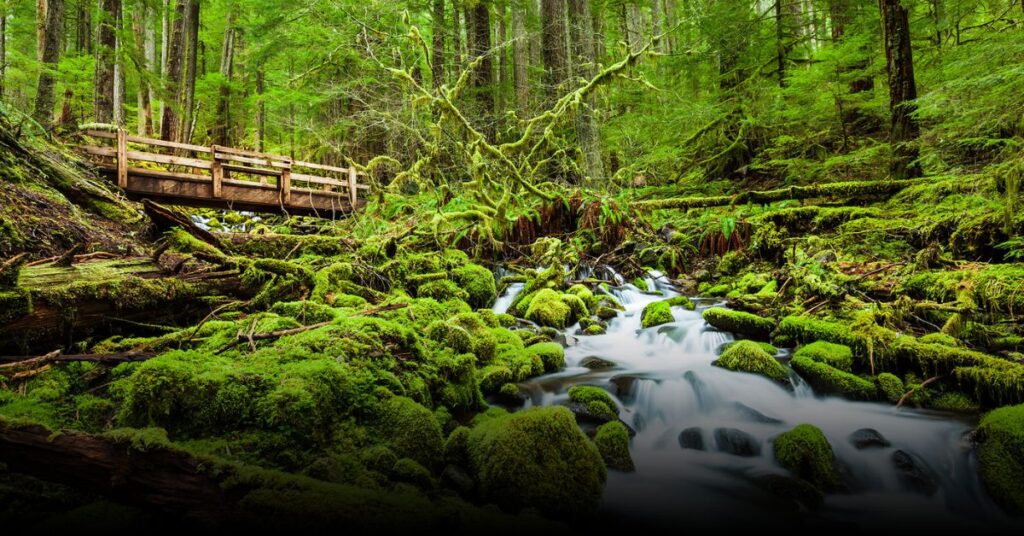 Olympic National Park, Washington