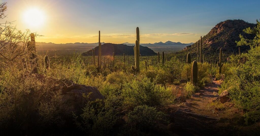 Saguaro National Park