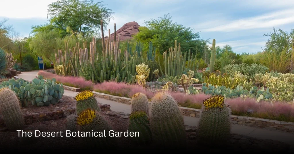 The Desert Botanical Garden