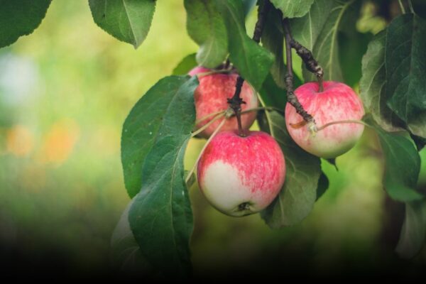 Top 5 Apple Picking Orchards in Vermont for September Top 5 Apple Picking Orchards in Vermont for September