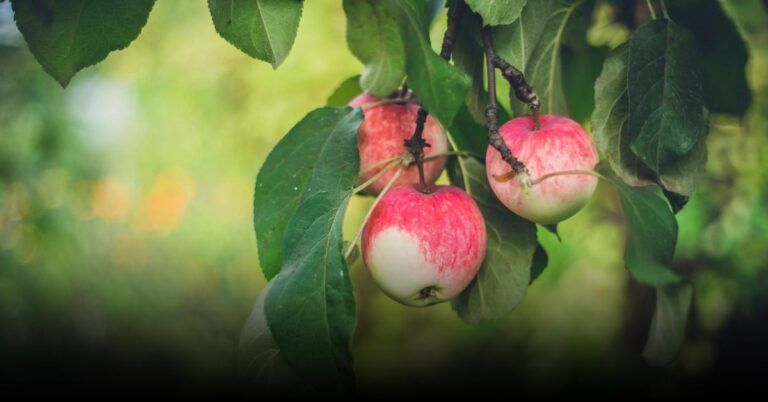 Top 5 Apple Picking Orchards in Vermont for September