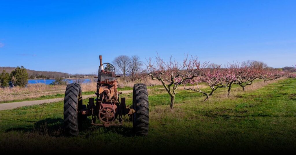 Wickham’s Fruit Farm (Cutchogue)