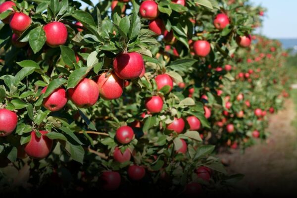 4 Best Orchard Festivals in New York for Fall 2025 You Can’t Miss 4 Best Orchard Festivals in New York for Fall 2025 You Can’t Miss