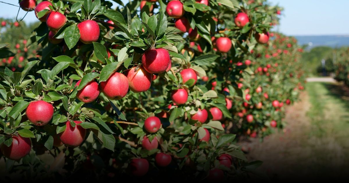 4 Best Orchard Festivals in New York for Fall 2025 You Can’t Miss