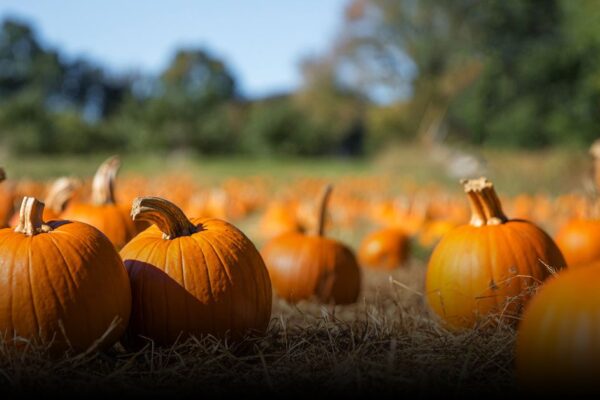 6 Best Pumpkin Patches in Hudson Valley 2025 6 Best Pumpkin Patches in Hudson Valley 2025