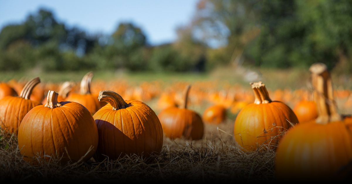6 Best Pumpkin Patches in Hudson Valley 2025