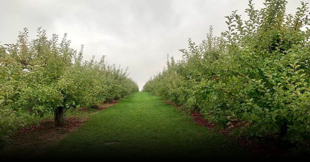 Carter Hill Orchard