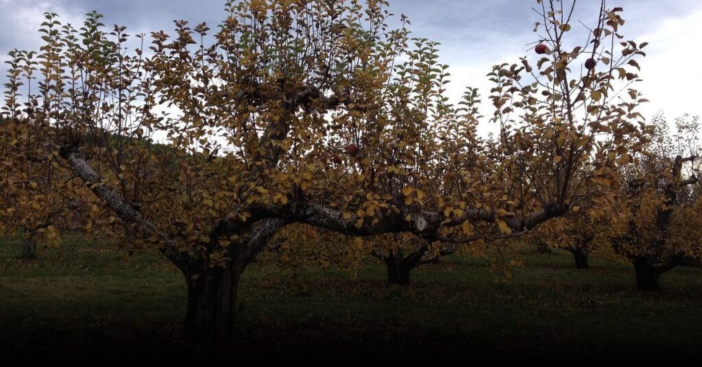 Poverty Lane Orchards
