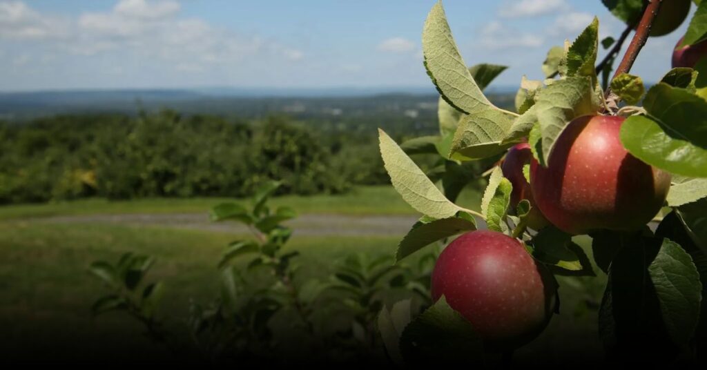 masker orchards